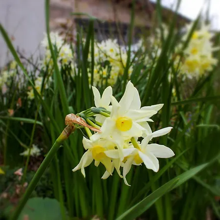 A Casa Di Zia Daniela - Oasi Nel Silenzio